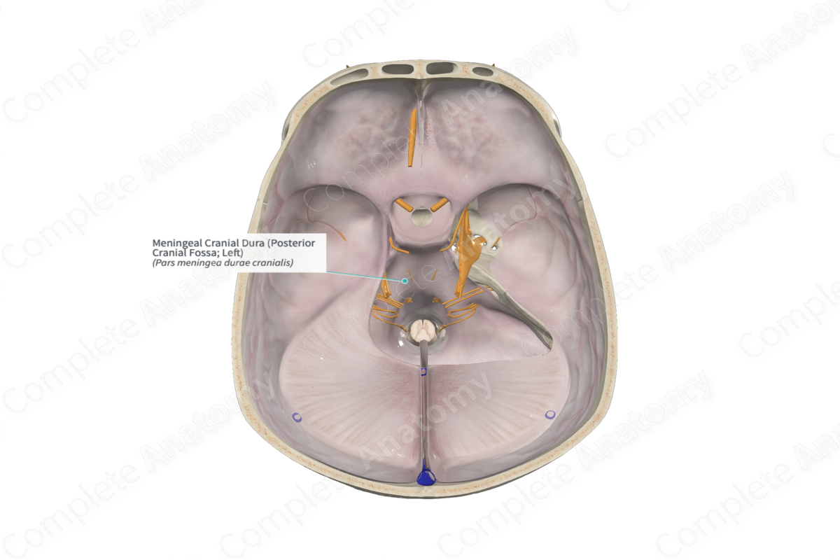 Meningeal Cranial Dura (Posterior Cranial Fossa; Right)