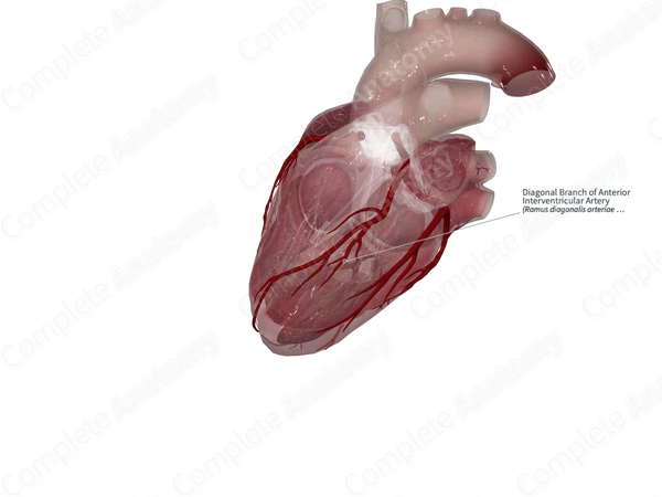 Diagonal Branch of Anterior Interventricular Artery