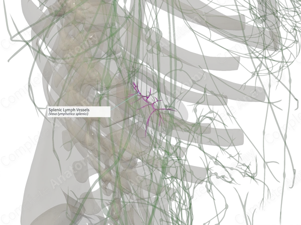 Splenic Lymph Vessels