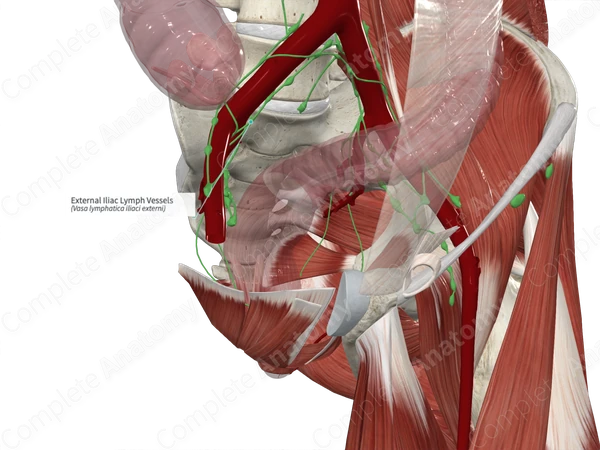 External Iliac Lymph Vessels