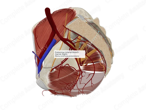 Prelaminar Arterial Branch (Sacral; Right)