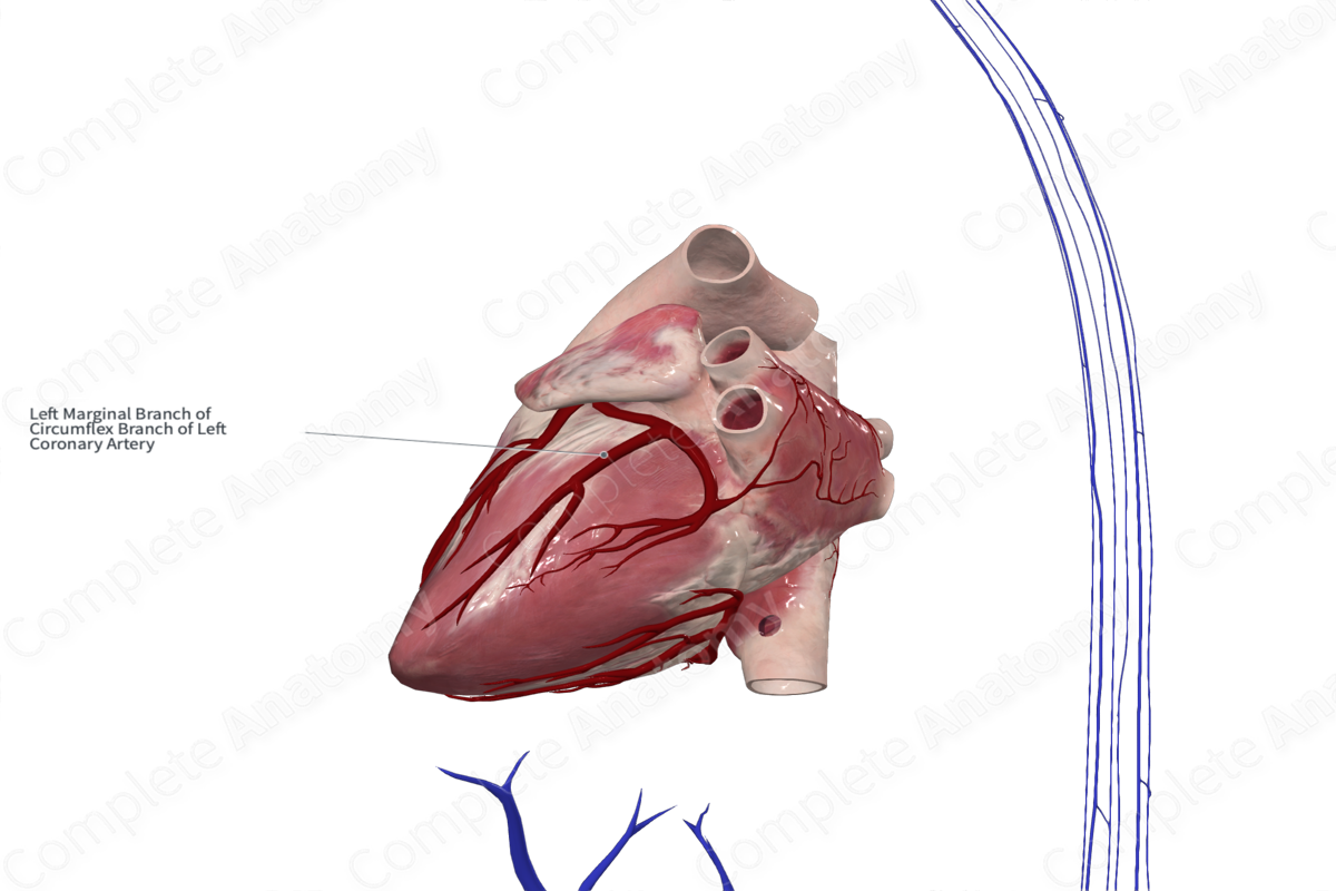 Left Marginal Branch of Circumflex Artery of Heart