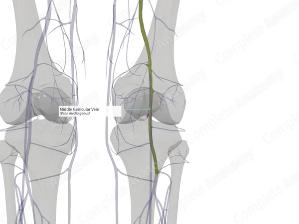 Middle Genicular Vein (Right)
