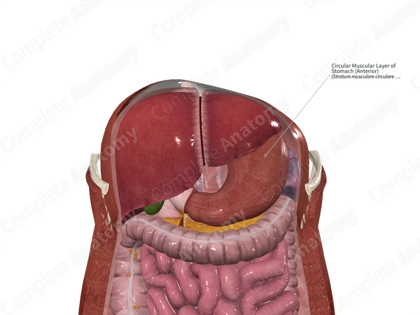 Circular Muscular Layer of Stomach (Anterior)
