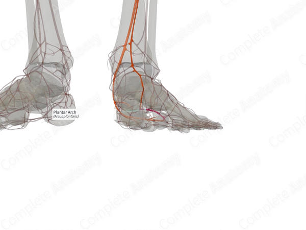 Plantar Arch (Right)