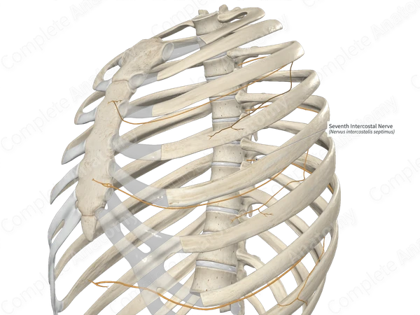 Seventh Intercostal Nerve