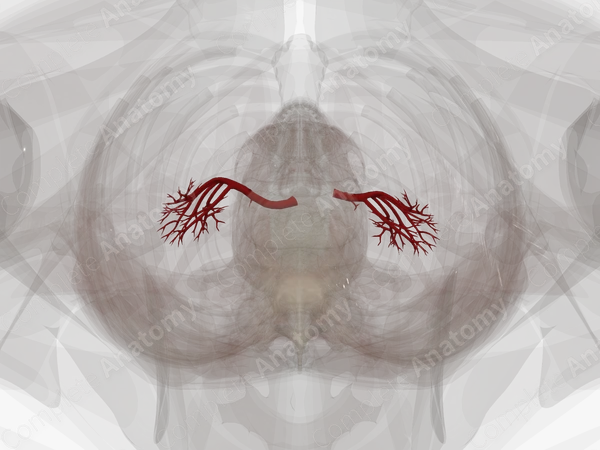 Arteries of Kidneys