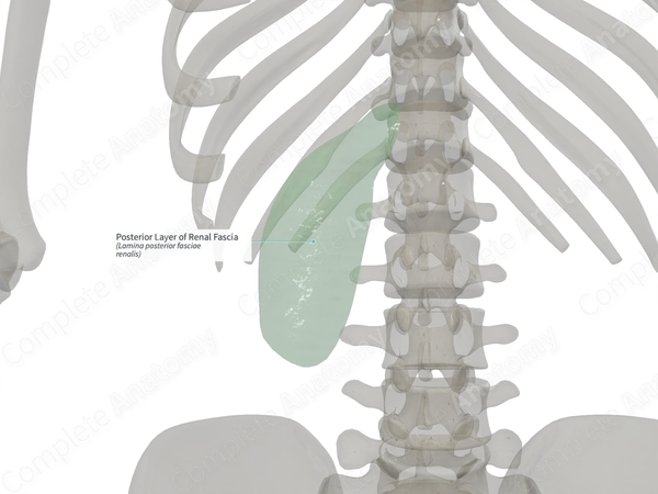 Posterior Layer of Renal Fascia (Right)
