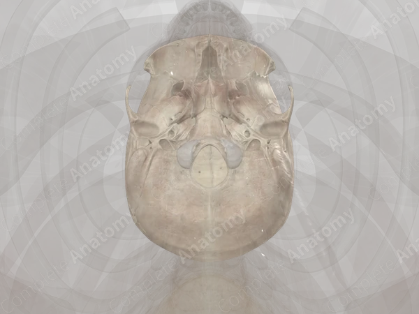 Bones of Neurocranium