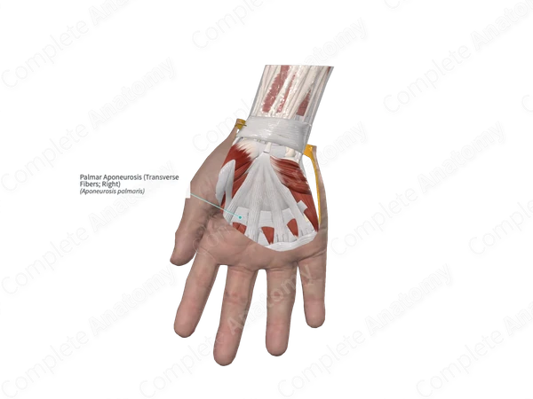 Palmar Aponeurosis (Transverse Fibers; Left)