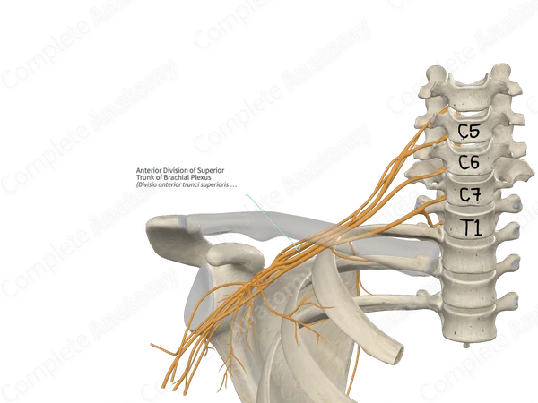 Anterior Division of Superior Trunk of Brachial Plexus