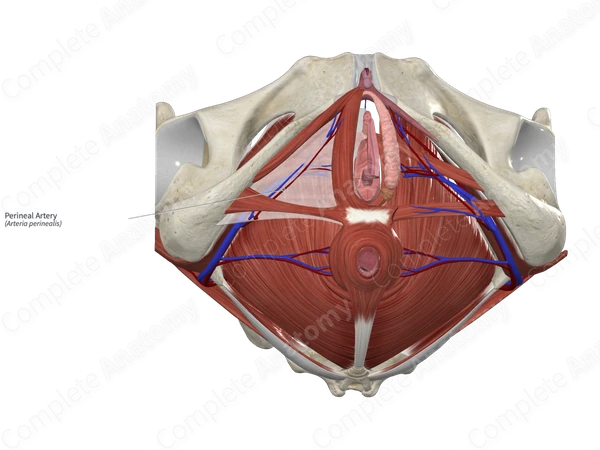 Perineal Artery 