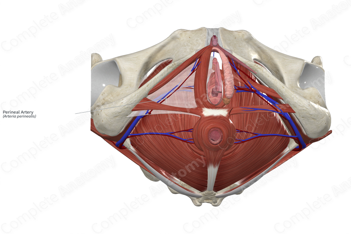 Perineal Artery 