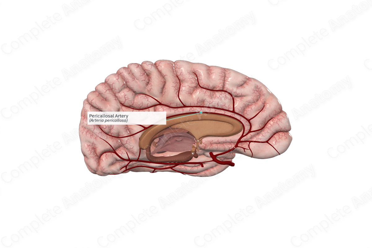 Pericallosal Artery | Complete Anatomy