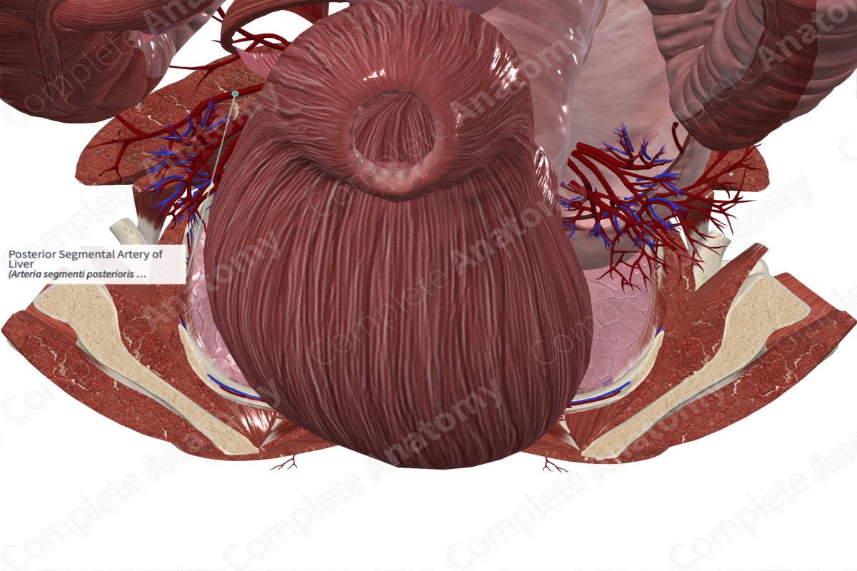 Posterior Segmental Artery of Liver