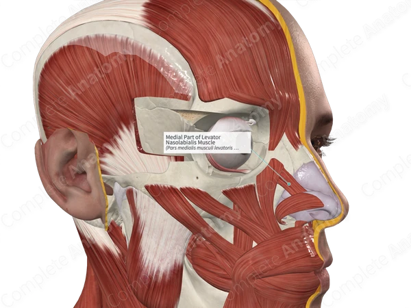 Medial Part of Levator Nasolabialis Muscle