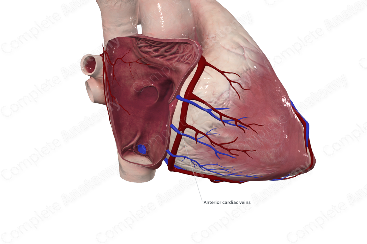 Anterior Cardiac Veins | Complete Anatomy