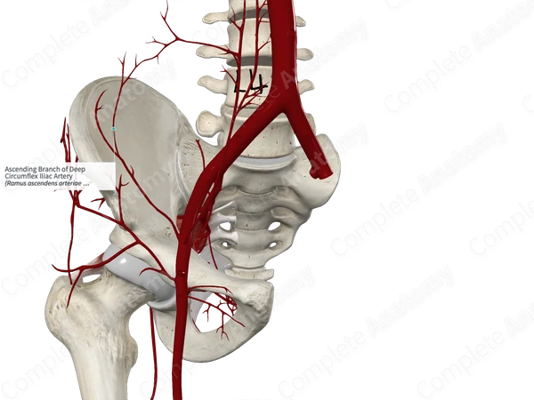 Ascending Branch of Deep Circumflex Iliac Artery