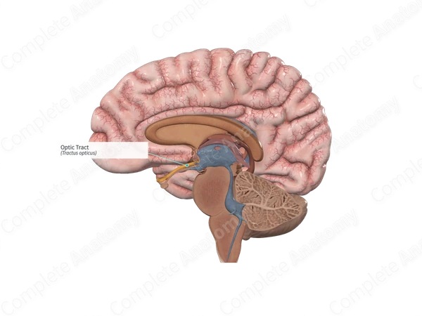 Optic Tract