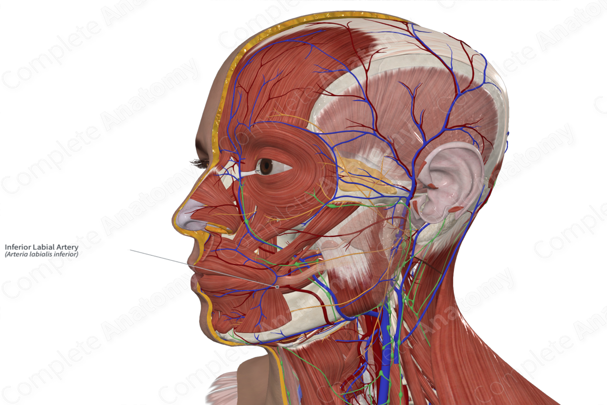 Inferior Labial Artery 