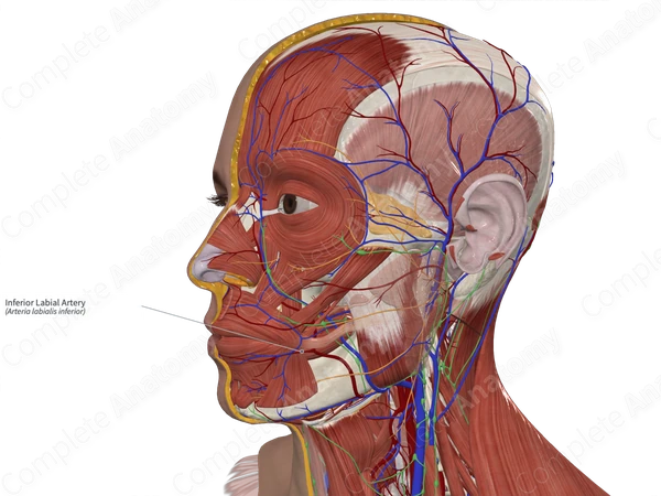 Inferior Labial Artery | Complete Anatomy