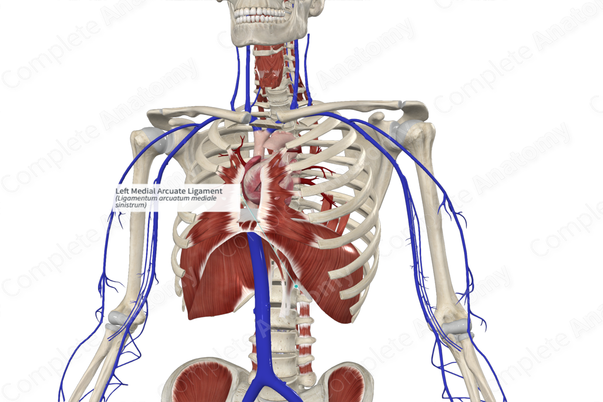 Left Medial Arcuate Ligament