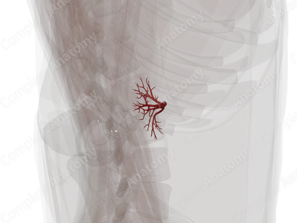 Arteries of Kidney (Left)