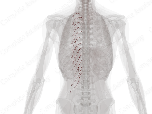 Lateral Dorsal Cutaneous Branches of Posterior Intercostal Arteries (Left)