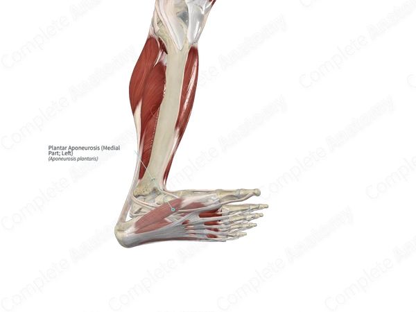 Plantar Aponeurosis (Medial Part; Left)