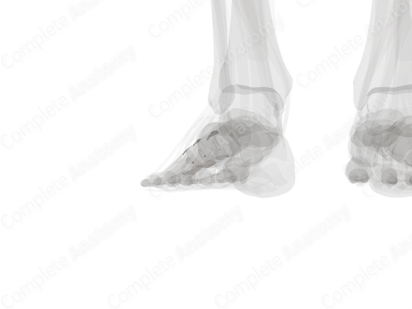 Intermetatarsal Joints (Left)