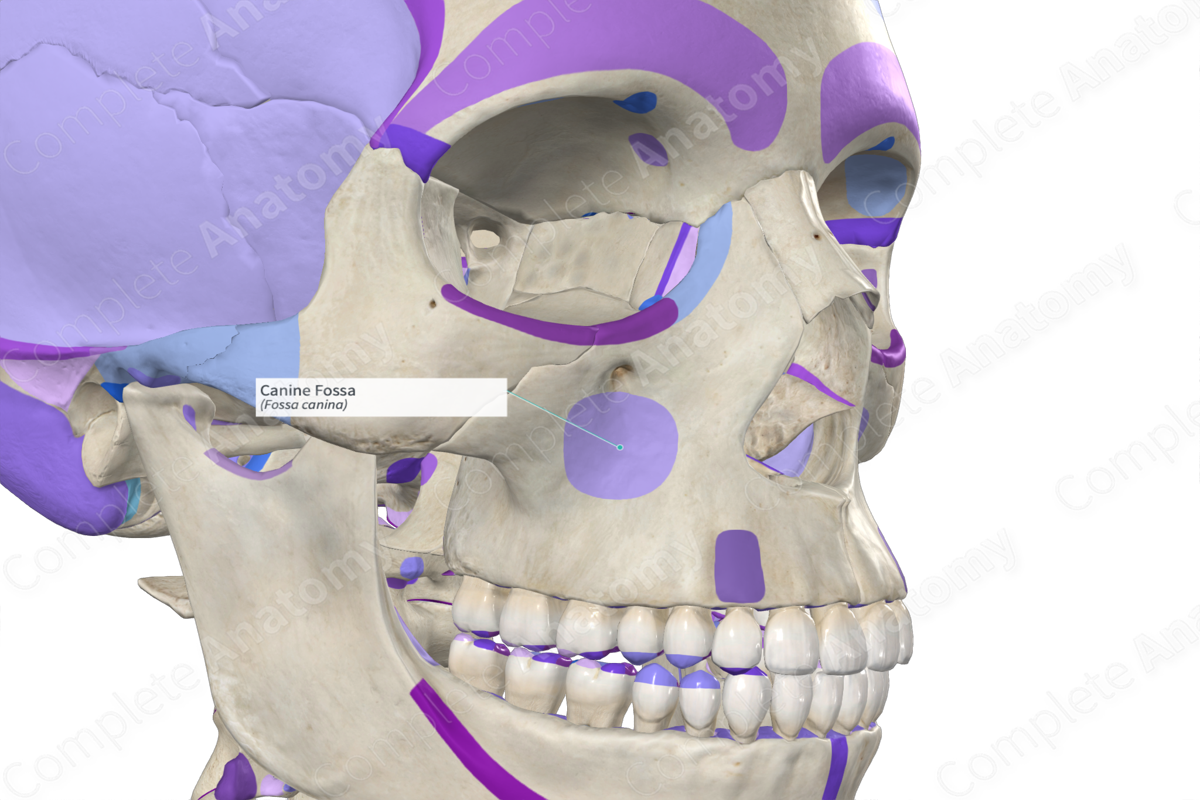 Canine Fossa | Complete Anatomy