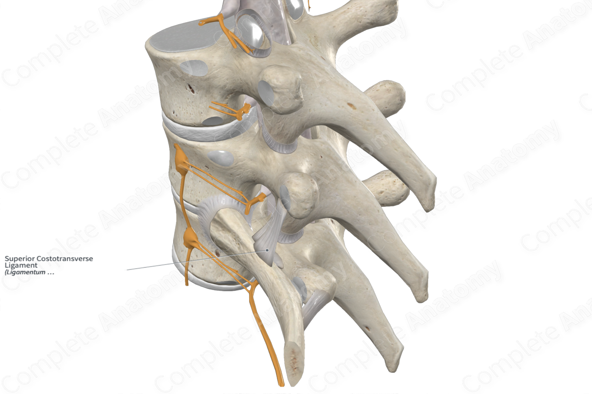 Superior Costotransverse Ligament 