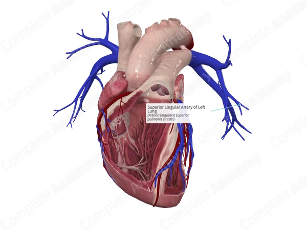 Superior Lingular Artery of Left Lung