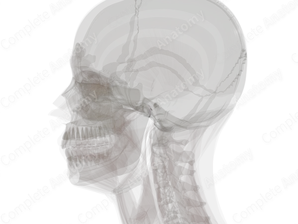 Retrodiscal Tissue of Temporomandibular Joint (Left)