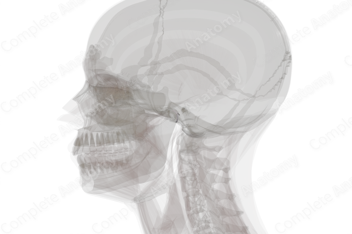 Retrodiscal Tissue of Temporomandibular Joint (Left)