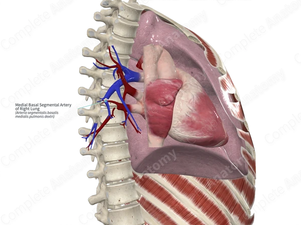 Medial Basal Segmental Artery of Right Lung