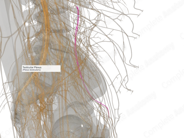 Testicular Plexus (Left)