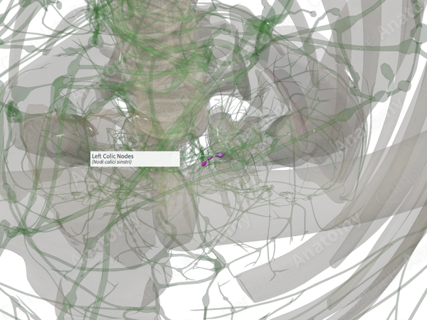 Left Colic Nodes