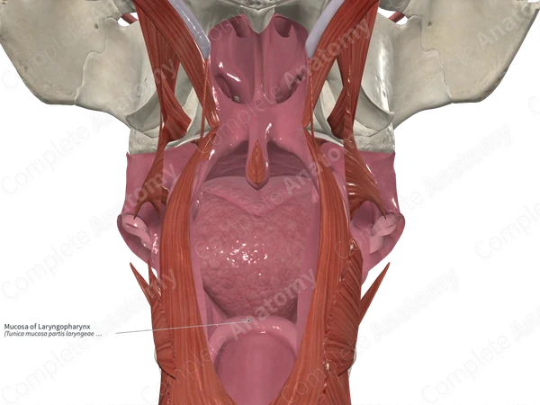 Mucosa of Laryngopharynx 