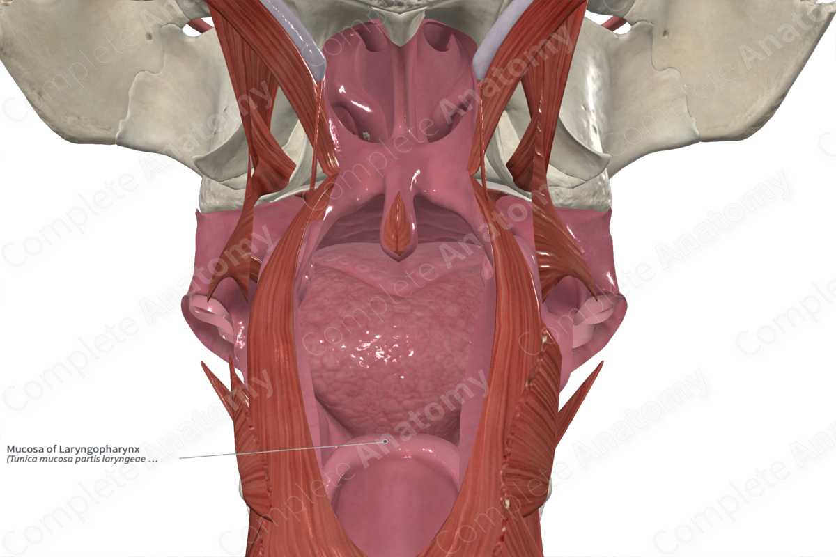 Mucosa of Laryngopharynx 