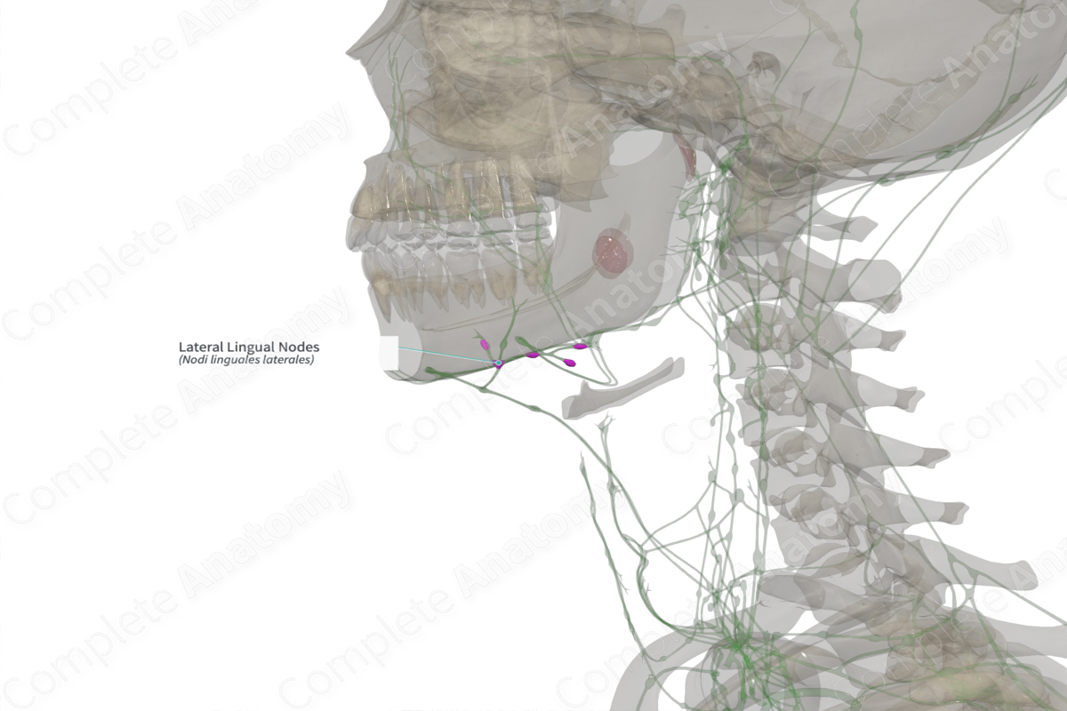 Lateral Lingual Nodes (Right)