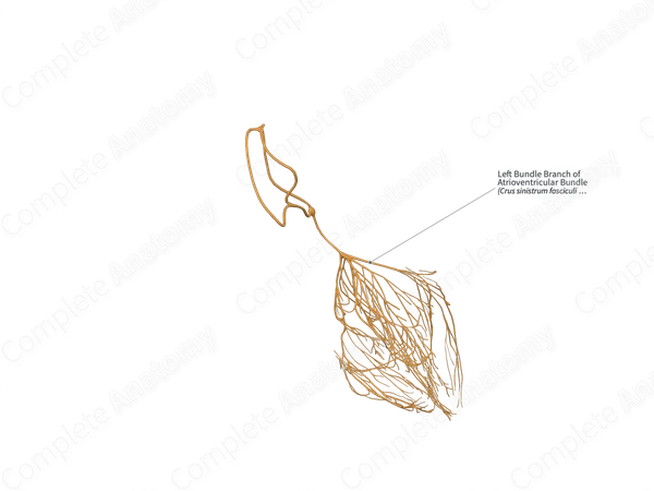 Left Bundle Branch of Atrioventricular Bundle