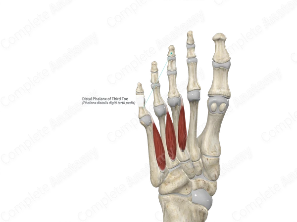 Distal Phalanx of Third Toe
