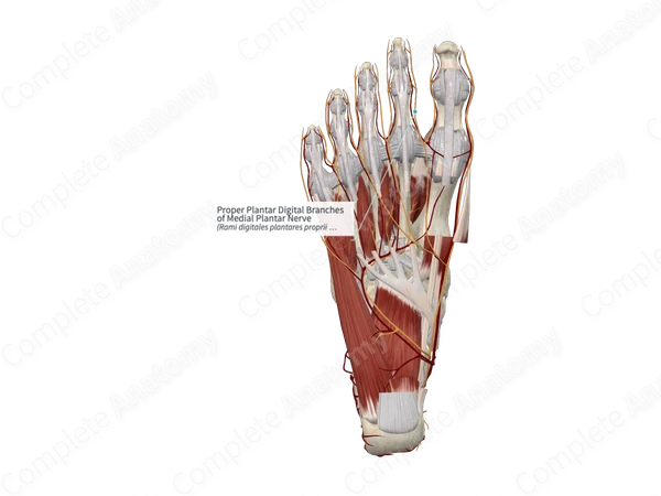 Proper Plantar Digital Branches of Medial Plantar Nerve 
