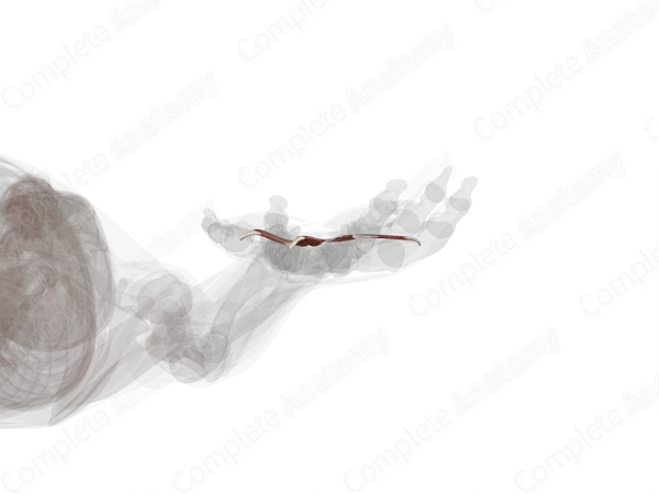 Lumbrical Muscles of Hand (Left)