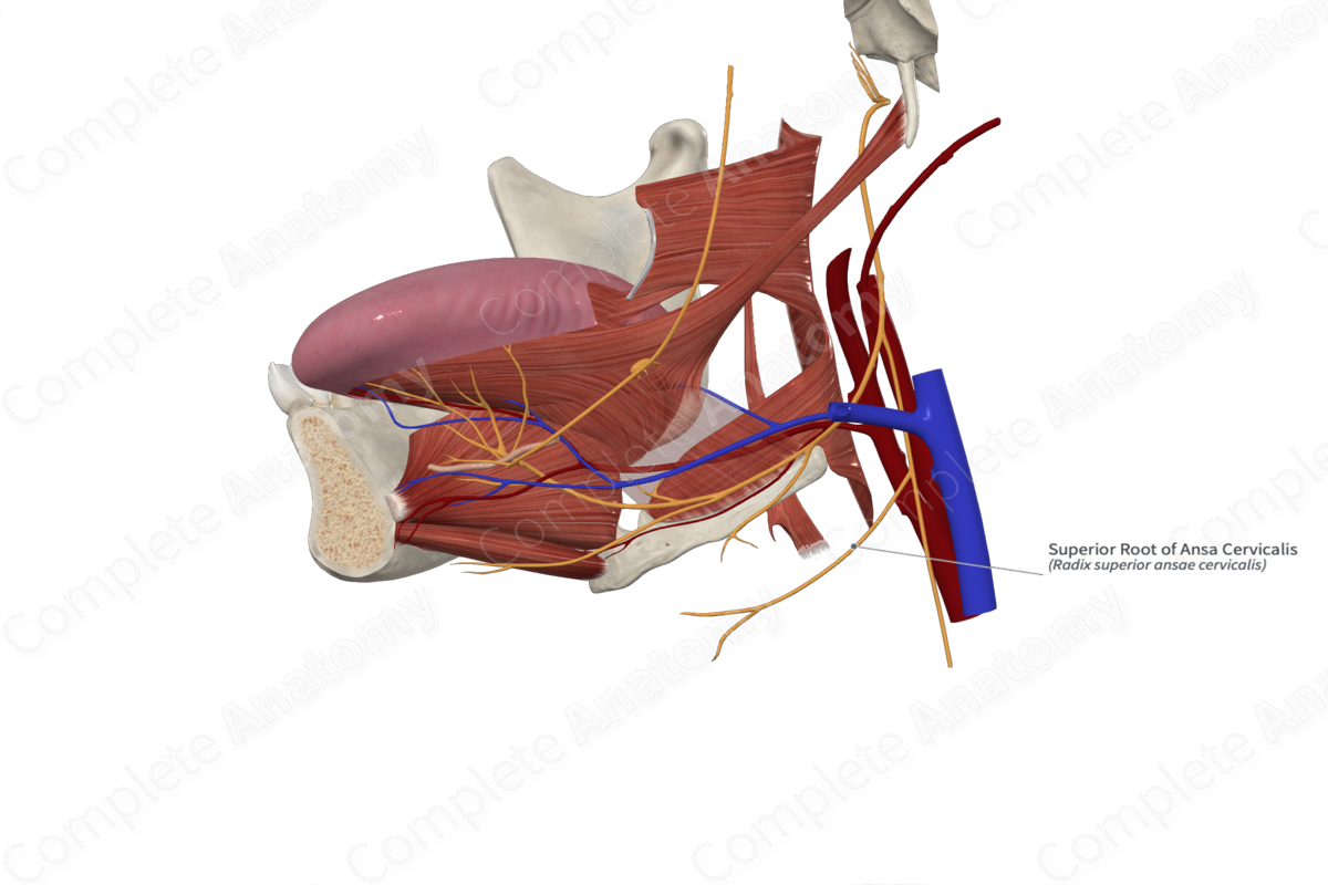 Superior Root of Ansa Cervicalis 