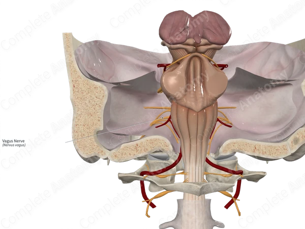 Vagus Nerve