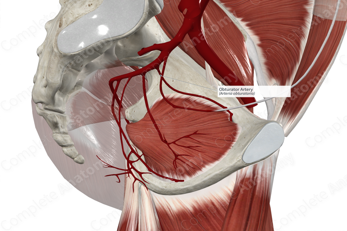 Obturator Artery 