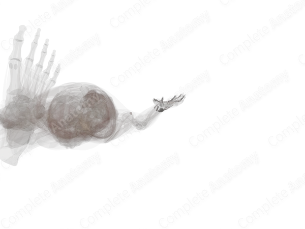 Tendon Sheaths of Upper Limb (Left)