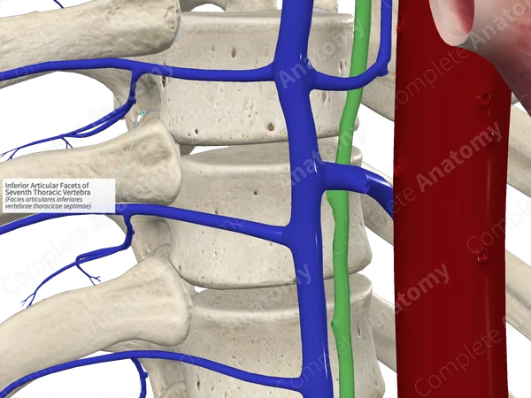Inferior Articular Facets of Seventh Thoracic Vertebra